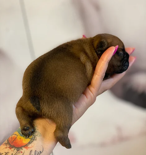 1-bulldog-francese-la-maison-di-olivia-allevamento-bulldog-francesi