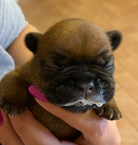 2-bulldog-francese-la-maison-di-olivia-allevamento-bulldog-francesi