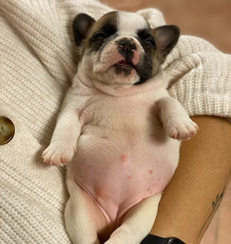 3-bulldog-francese-la-maison-di-olivia-allevamento-bulldog-francesi