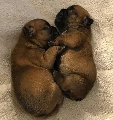 4-bulldog-francese-la-maison-di-olivia-allevamento-bulldog-francesi