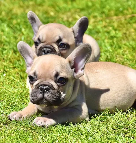 5-bulldog-francese-la-maison-di-olivia-allevamento-bulldog-francesi