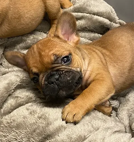 6-bulldog-francese-la-maison-di-olivia-allevamento-bulldog-francesi