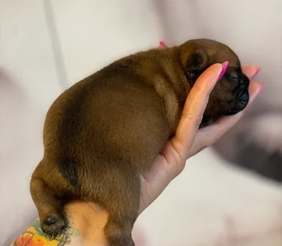 1-bulldog-francese-la-maison-di-olivia-allevamento-bulldog-francesi
