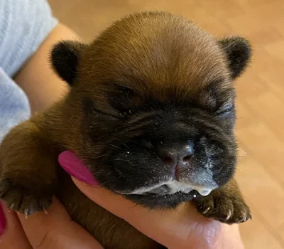 2-bulldog-francese-la-maison-di-olivia-allevamento-bulldog-francesi