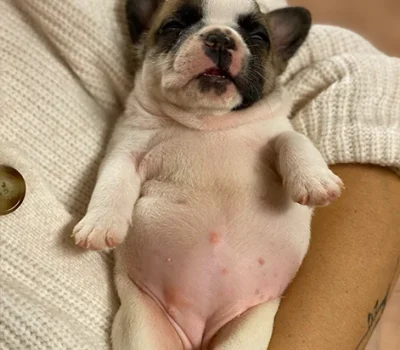 3-bulldog-francese-la-maison-di-olivia-allevamento-bulldog-francesi