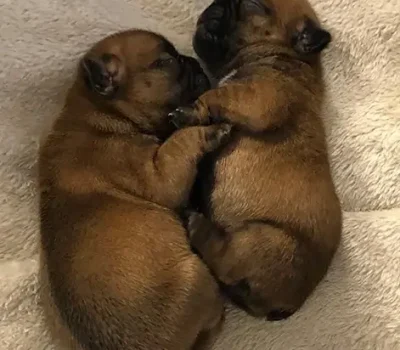 4-bulldog-francese-la-maison-di-olivia-allevamento-bulldog-francesi