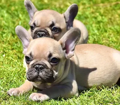 5-bulldog-francese-la-maison-di-olivia-allevamento-bulldog-francesi