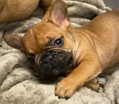 6-bulldog-francese-la-maison-di-olivia-allevamento-bulldog-francesi